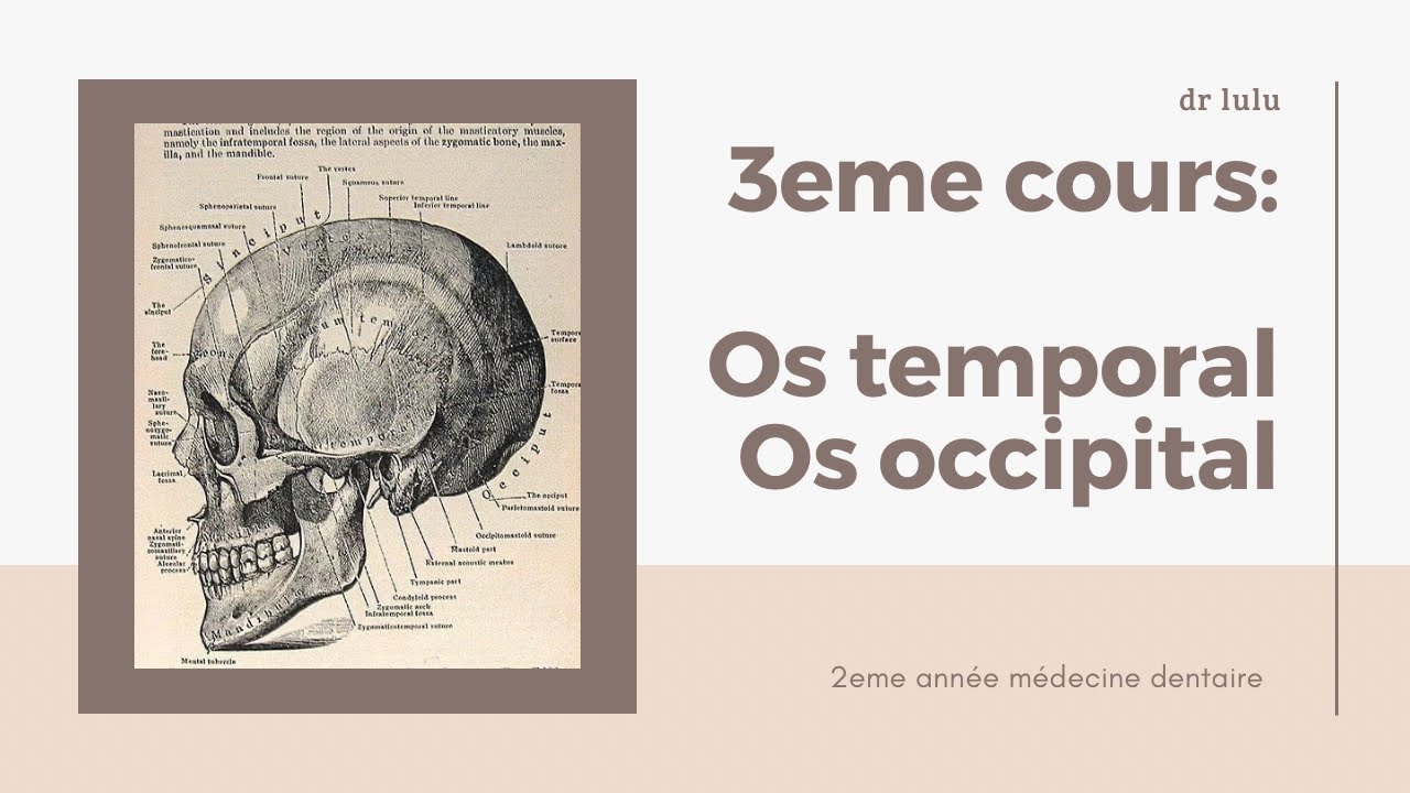 3- Os temporal, os occipital (cours de la 2eme année médecine dentaire)